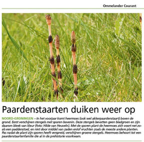 Ommelander Courant 29-04-2024