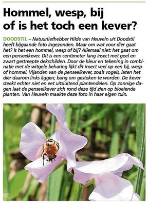 Ommelander Courant 11-07-2024