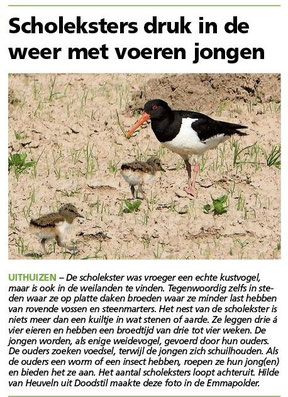 Ommelander Courant 01-06-2023