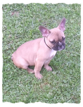 Chiot Bouledogue Français à l'école pour chiots à Dax