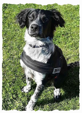 Chiot Croisé Border à l'école pour chiots à Dax