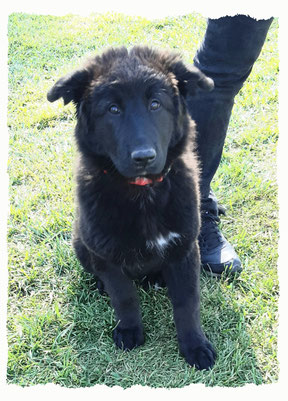 Chiot Croisé Patou à l'école pour chiots à Dax