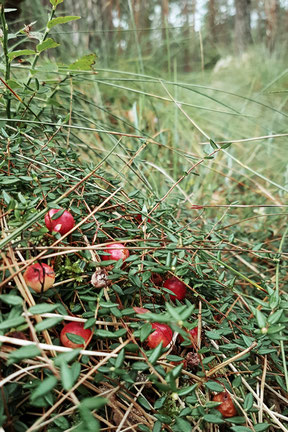 Moosbeeren im Wald