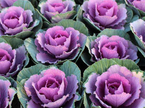 生産直売の宮子花園は、寒さに強いミニハボタンのポット苗を販売しています。