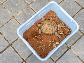 Notunterkunft Landschildkröte