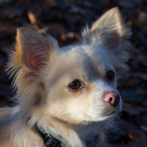 Nova