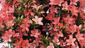 Azalee, Rhododendron indicum