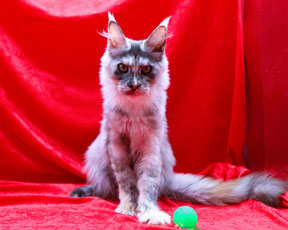 pale silver torbie classic tabby female maine coon cat 