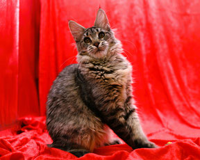 pale silver torbie classic tabby female maine coon cat 