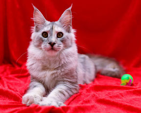 pale silver torbie classic tabby female maine coon cat 