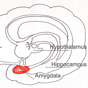 The Amygdala the centre of our fight flight response.