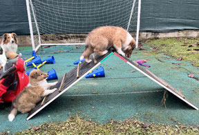 Einzeltraining vom Welpen bis zum Familienhund