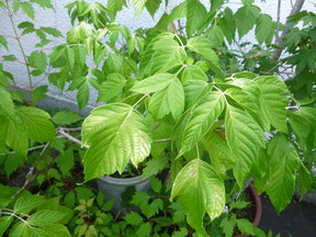 ネグンドカエデ　boxelder maple (Acer negundo)