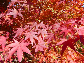 イロハモミジ　Acer palmatum