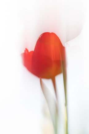 Tulpen aufgenommen mit ICM