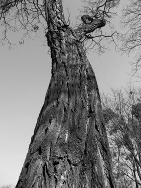 Bild: Baum Fotografie