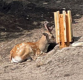 穴に落ち角が割れたシカの回復状況写真