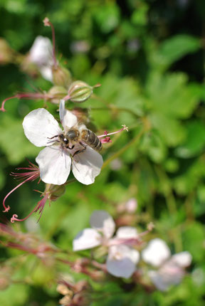 Bienen machen aber auch mal Pause!