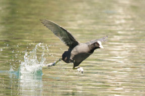 Werdenbergersee, ein Blesshuhn rennt auf dem Wasser.