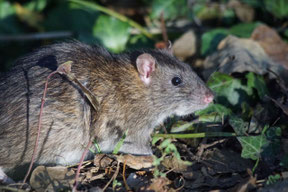 Erlebnisse einer Maus und einer Ratte, von Walter Brunner.
