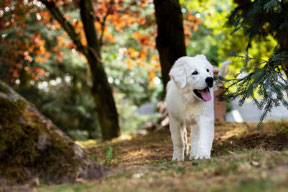 Un jeune chien golden retriever blanc dans les bois par coach canin 16 education canine positive en charente
