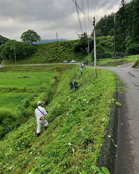 区内の外来種駆除、景観維持の草刈作業
