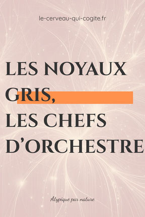 Les noyaux gris, les chefs d'orchestre