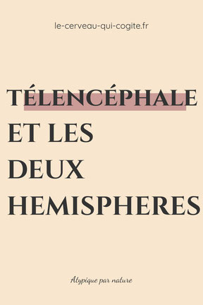 Télencéphale et les deux hémisphères cérébraux