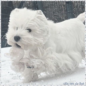 Westies von de Bek