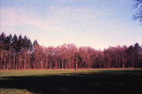 analog colourphoto of a treeline