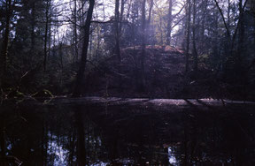 analog colourphoto in the forest
