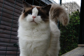 BineDolls, Cat, binedolls.de, Sabine Jost, Ragdoll, binedolls