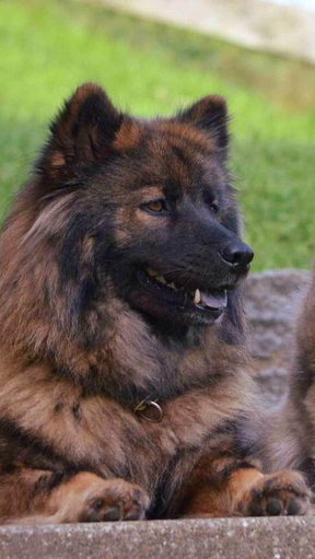 Schreib Uns Eurasier Welpen Schweiz