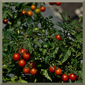 Tomate Lizzano F1