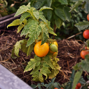 Gelbe Tomate