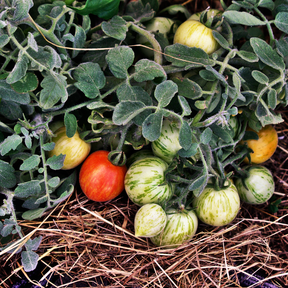 Balkon Tomate