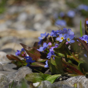 Blüten des Bodensee-Vergissmeinnicht 