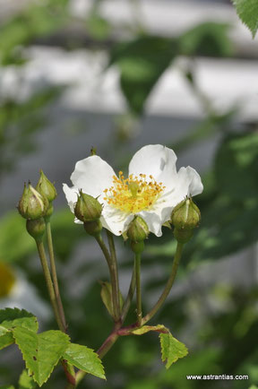 Rosa-arvensis, Rosa-repens, Feld-Rose, Kriechende-Rose, Rosier-des-champs, Rosa-cavallina, Wildrosen, Wildsträucher, Heckensträucher, Artenvielfalt, Ökologie, Biodiversität, Wildrose
