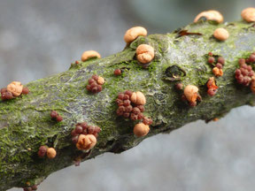 Zinnoberr. Pustelpilzes (Nectria cinnabarina); Bild B. Unger