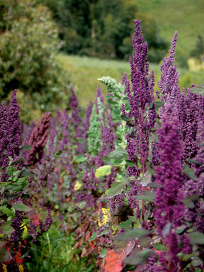 Beautiful quinoa plants