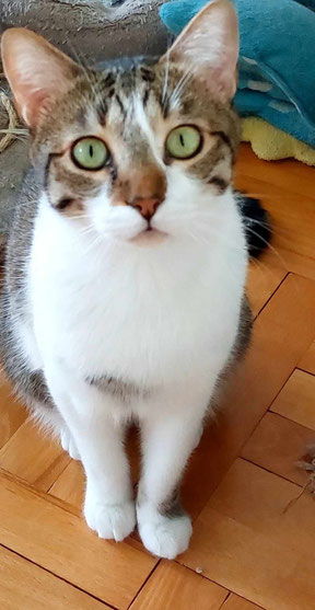 Katze Bebka
