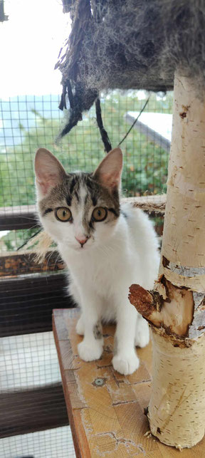 Katze Bebka