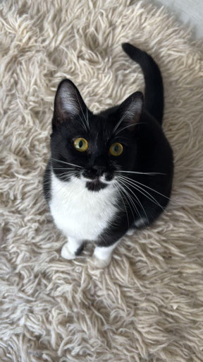 Katze Bebka
