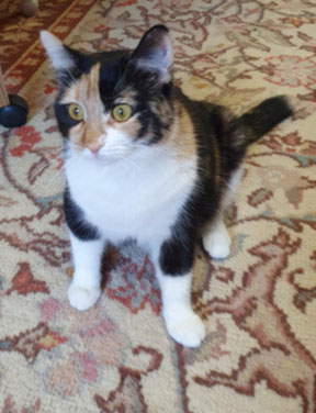 Katze Bebka