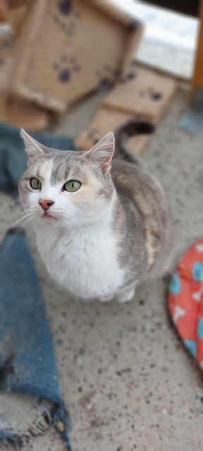 Katze Bebka