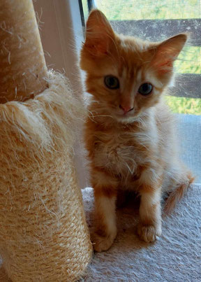Katze Bebka