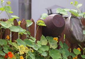 Garten im Sommer mit Kapuzinerkresse