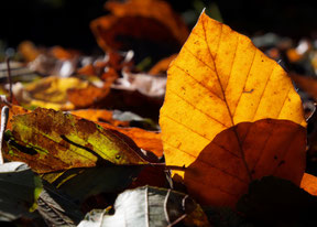 Herbst. Foto: Maiken Winter