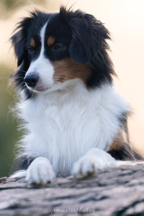 Photographe canin toulouse occitanie animalier sony alpha france 2026