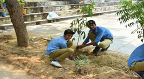 They planted Mango trees.